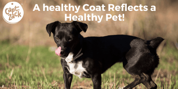 A healthy Coat Reflects a Healthy Pet! - Captain Zack
