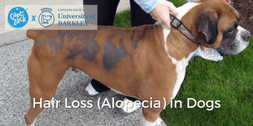 Hair Loss (Alopecia) in Dogs - Captain Zack