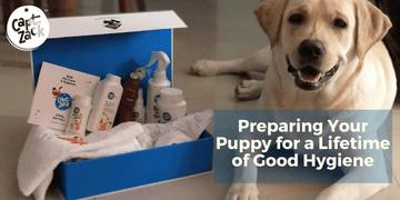 Preparing Your Puppy for a Lifetime of Good Hygiene - Captain Zack