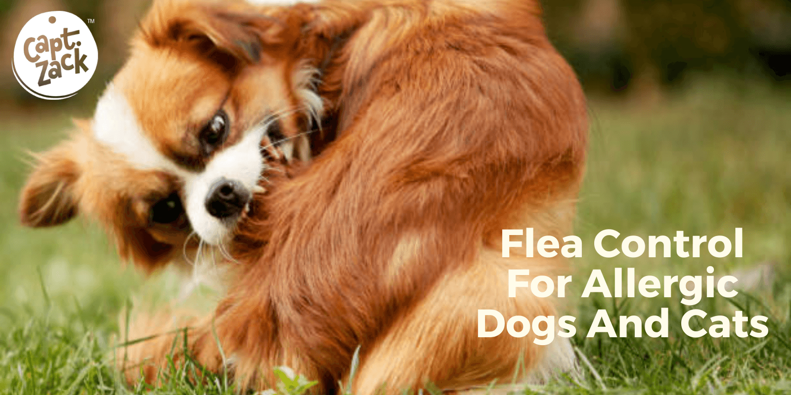 Flea Control For Allergic Dogs And Cats - Captain Zack