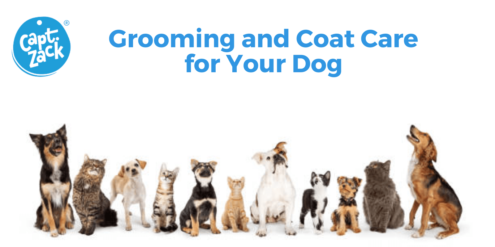 Grooming and Coat Care for Your Dog - Captain Zack