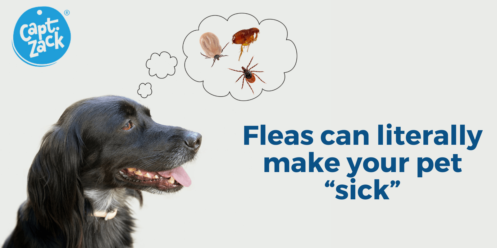 Fleas can literally make your pet “sick”