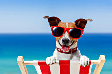 Food To Avoid During The Summer For Dogs