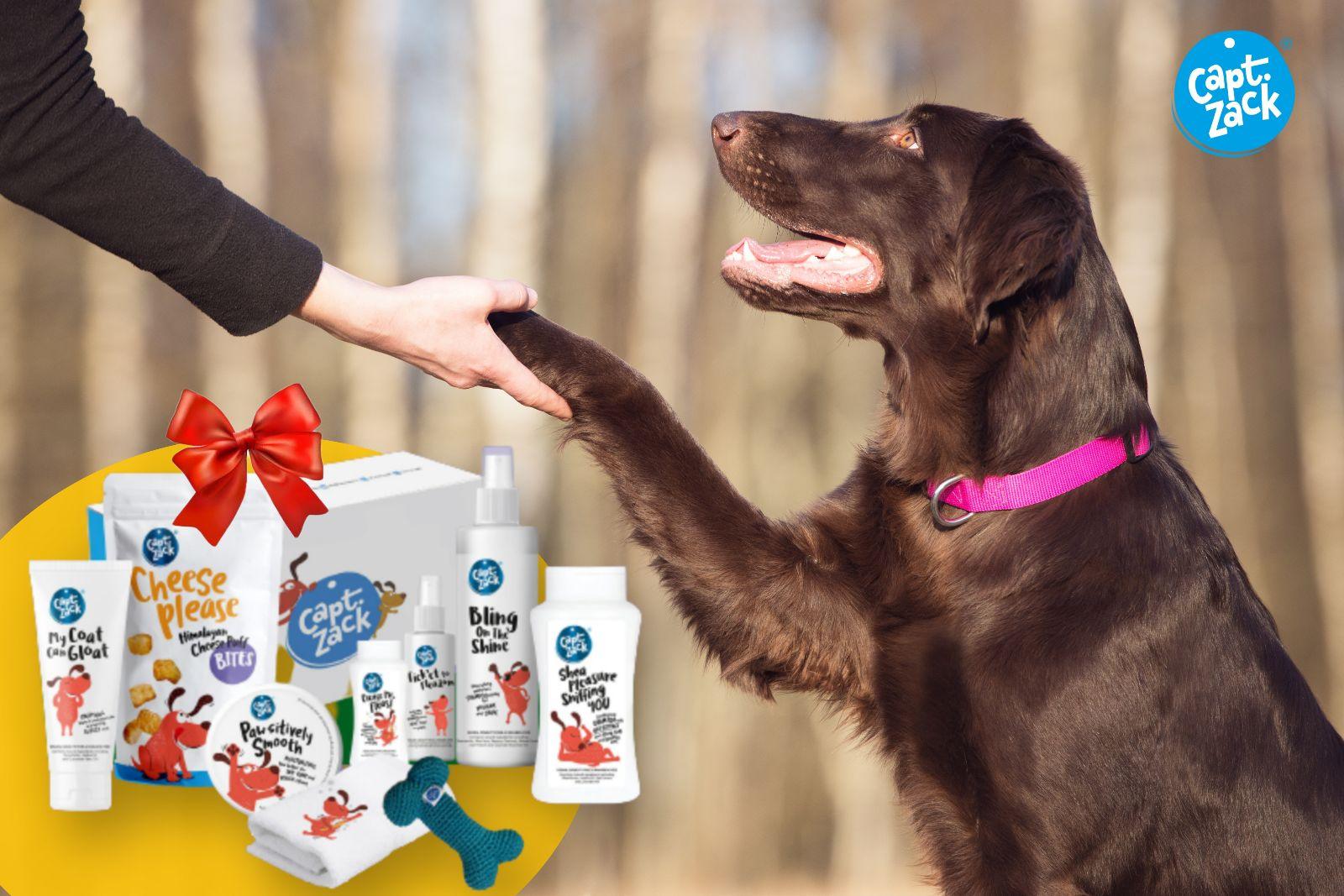Best Gifts For Your Dog - Captain Zack