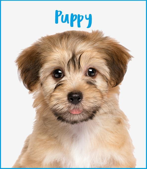 Puppy